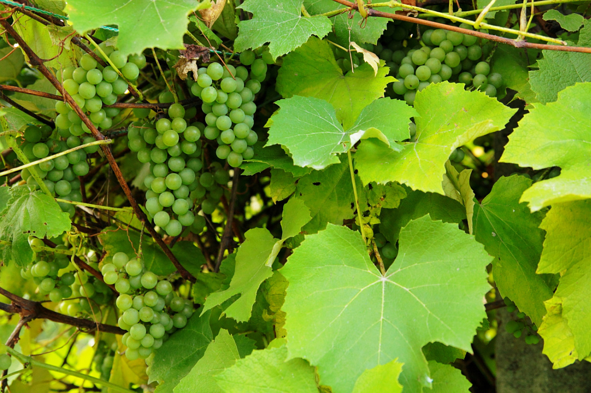 uvas