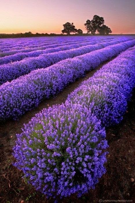 lavanda