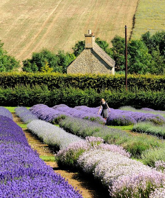 lavanda