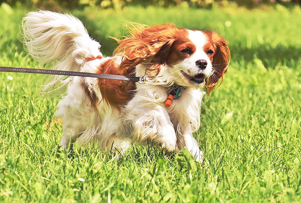 Pets atividade física cachorro correndo