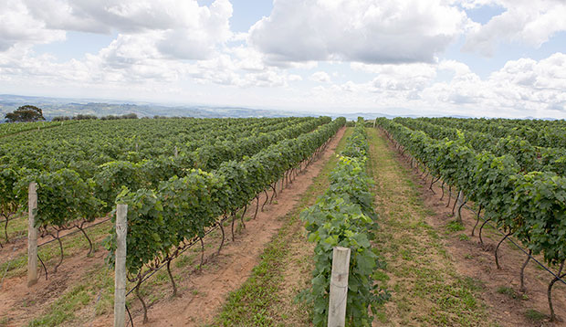 Vinícola Guaspari Enoturismo