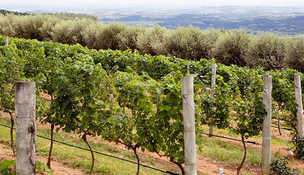 Vinícola Guaspari Enoturismo