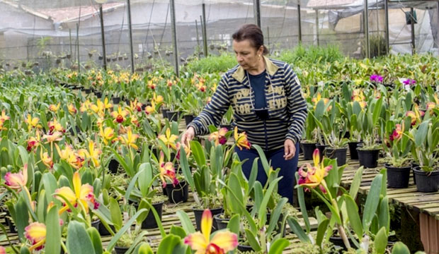 Orquidário Guararema