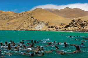 Paracas leões marinhos