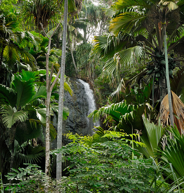 Arquipelago Seychelles Valle de Mai