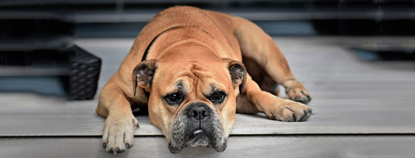 Pet Booking - Cães de focinho curto no calor