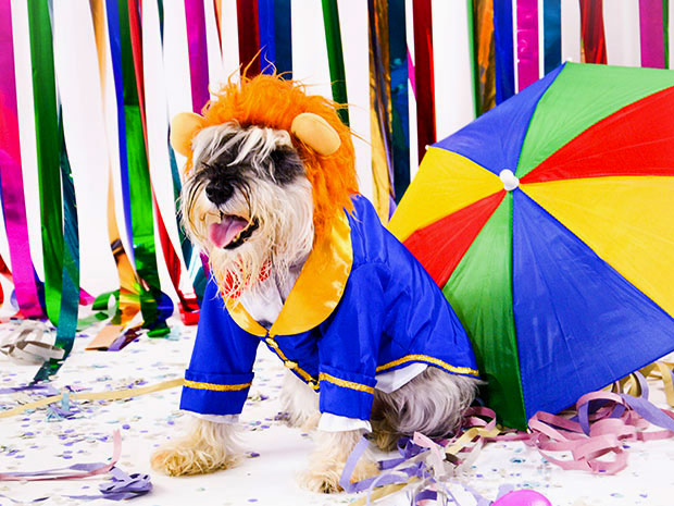 Pet Model Brasil fantasias carnaval