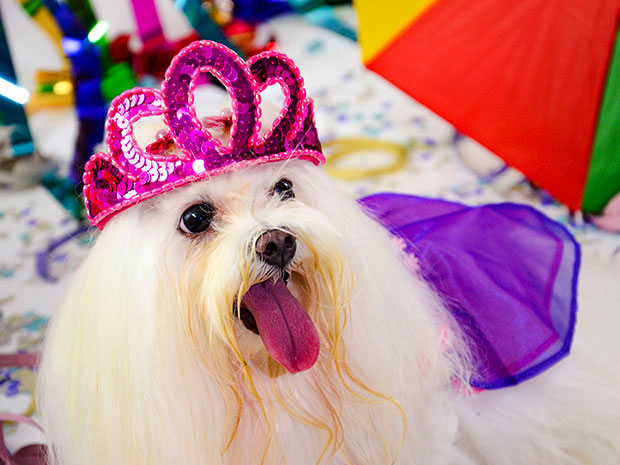 Pet Model Brasil fantasias carnaval