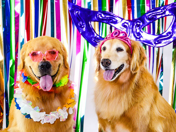 Pet Model Brasil fantasias carnaval