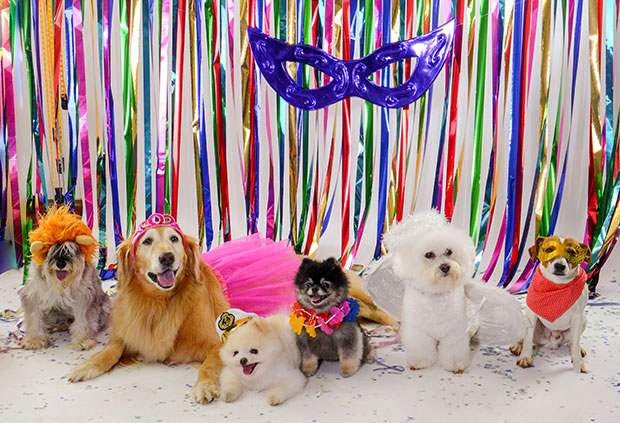 Pet Model Brasil fantasias carnaval