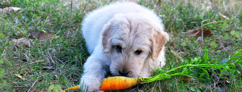 vegetais para animais de estimação