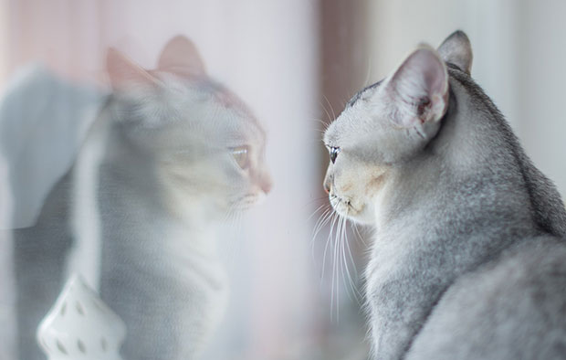 Vetnil gatos em casa