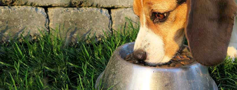 DogHero Banana na Alimentação de Cães