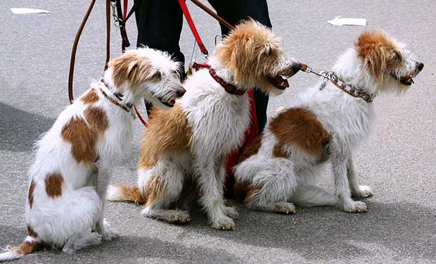 DogHero Uber Passeadores de Cães
