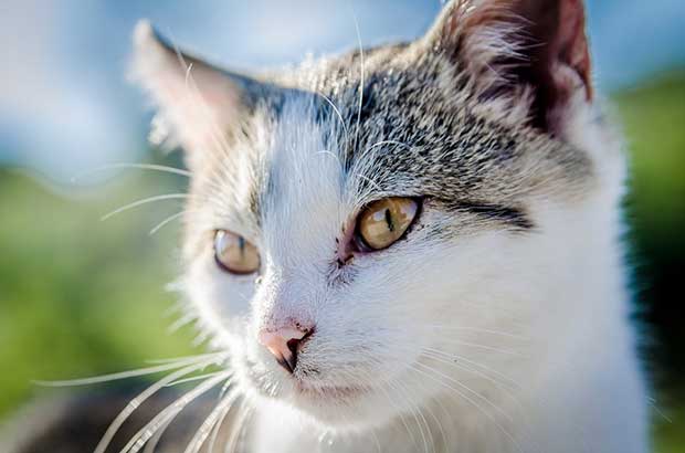 Castração dos Pets MSD Saúde Animal