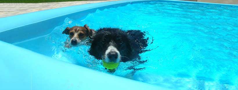 Ter um Pet em Casa - Clube de Cãompo