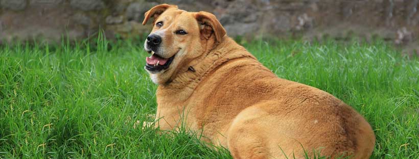 Obesidade em Pets Sedentarismo Cães CRMV-SP