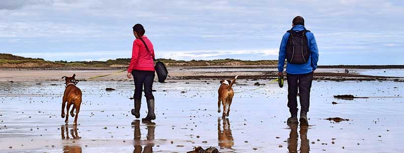 Pets no Fim de um Relacionamento - Beatriz Torrez advogada