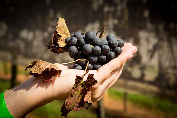 Uva Cabernet Sauvignon Vinícola Góes