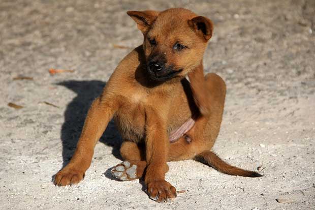 Cachorro se coçando Pulgas Carrapatos  - MSD Saúde Animal