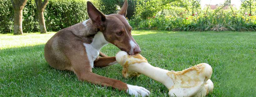 Cão roendo osso no gramado - Dr. Yves Miceli de Carvalho Veterinário - Alimentação Natural ou Industrializada