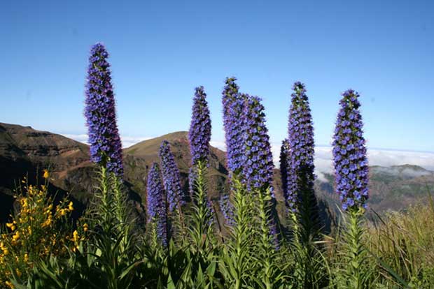 Ilha da Madeira - Flores Exóticas