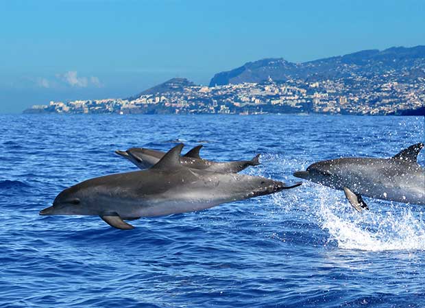Ilha da Madeira - Golfinhos e Baleias