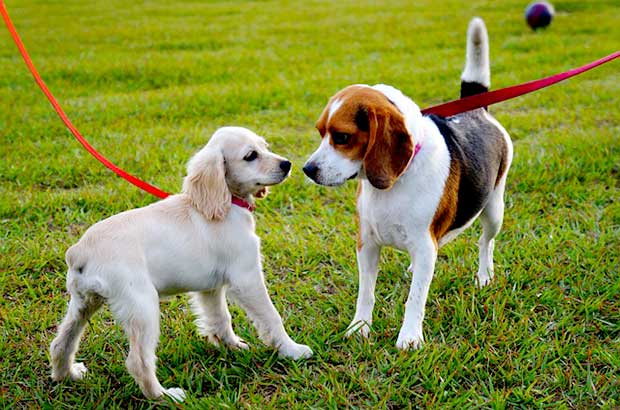 Passeio com Cachorros em Parques - CRMV