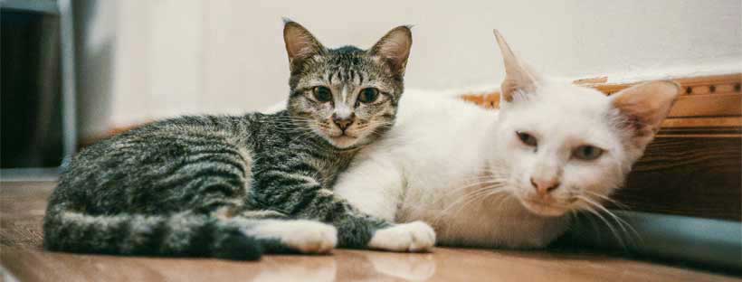 Medicação e Gatos