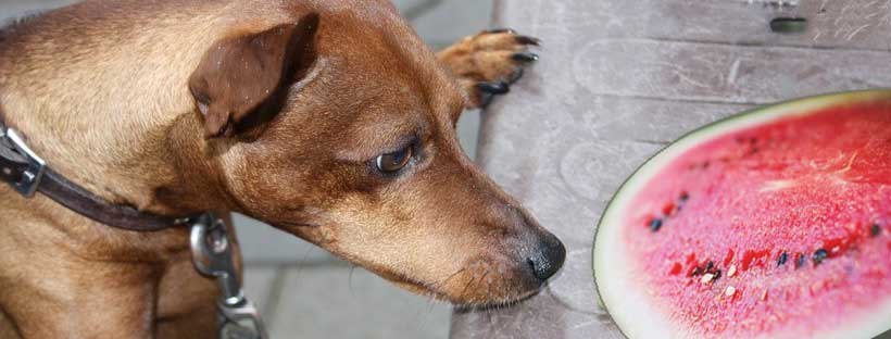 Alimentação no Verão Cachorro - Doghero
