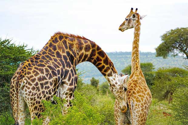 Dia da Fotografia TravelMate Destinos Instagramáveis - África do Sul Girafas